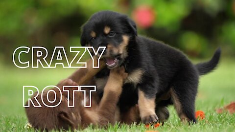 CRAZY ROTT