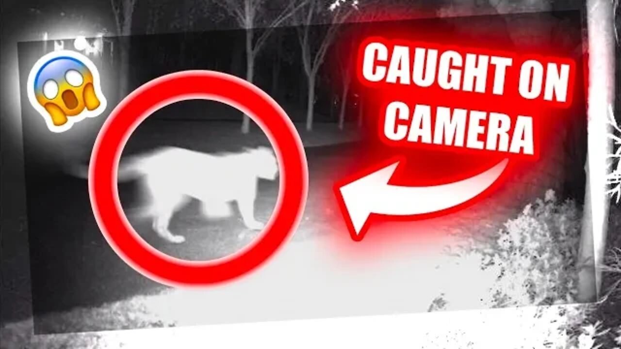 CRAZY THINGS CAUGHT ON CAMERA 🎥😱