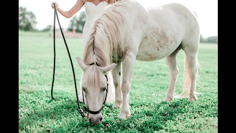 Funny And Cute horse horse jump fence