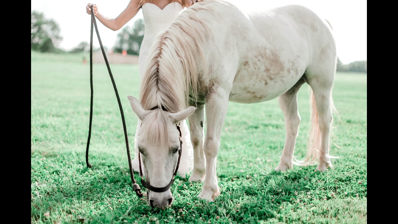 Funny And Cute horse horse jump fence