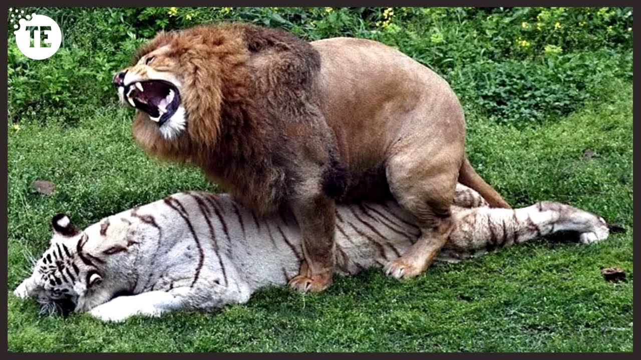 What happens when a tiger mates with a lion