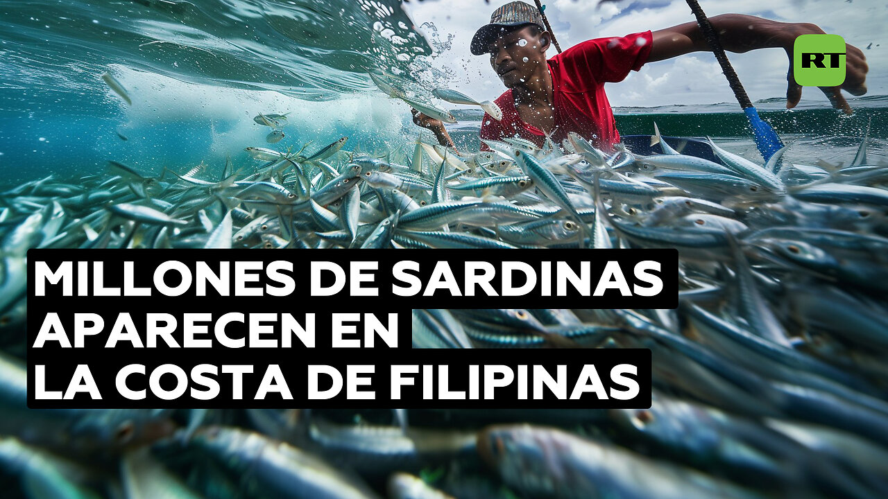 Espectáculo insólito: millones de sardinas inundan la costa filipina