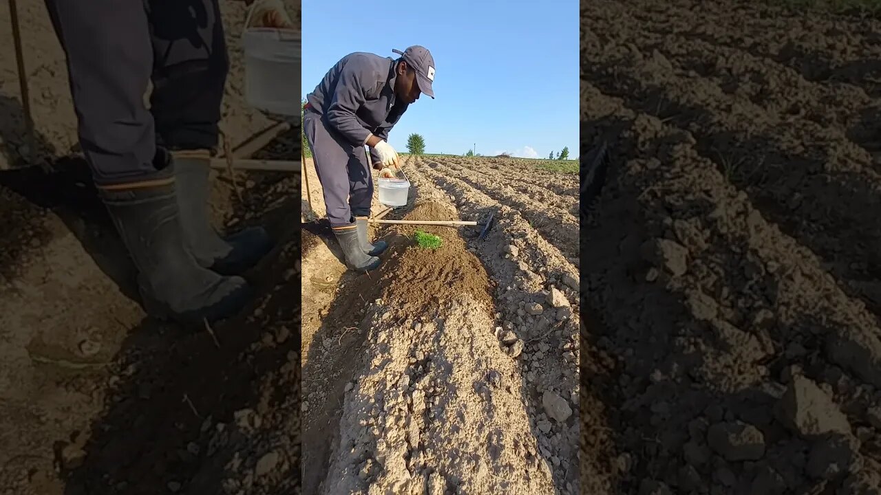 How to Grow FENNEL Plant (full video) |#short #shorts #shortvideo #shortsvideo #farming #subscribe