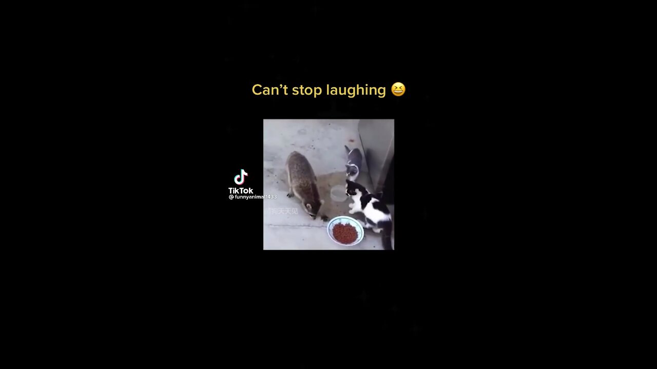 Cant stop laughing animal compilation