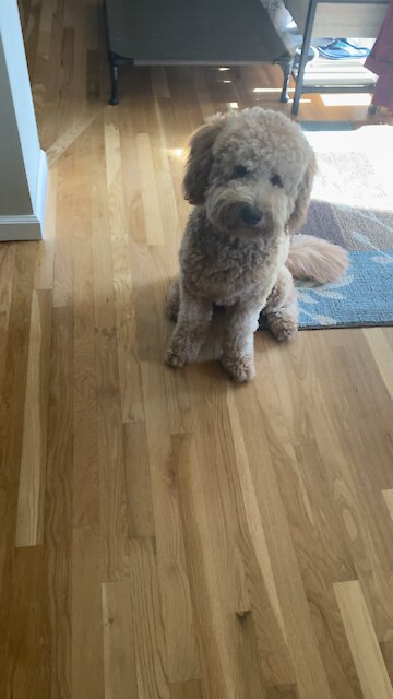 Goldendoodle will do anything for a treat