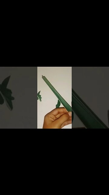 how to make a coconut leaf butterfly 🦋 #shorts