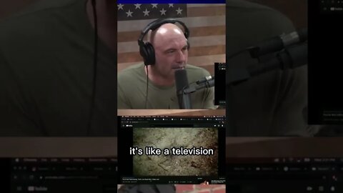 Joe Rogan is fascinated by the complexity of the squid skin with Forrest Galante #shorts
