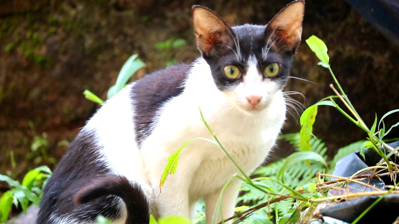 Black and white Cat eating leaf