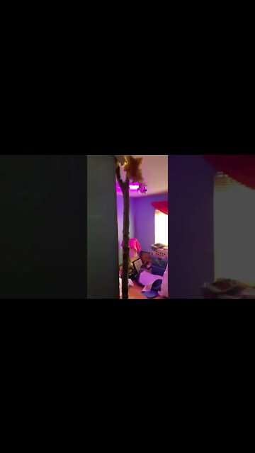 Large Oak Tree limb fell through Mikey’s house roof and stuck in the floor of the mobile home