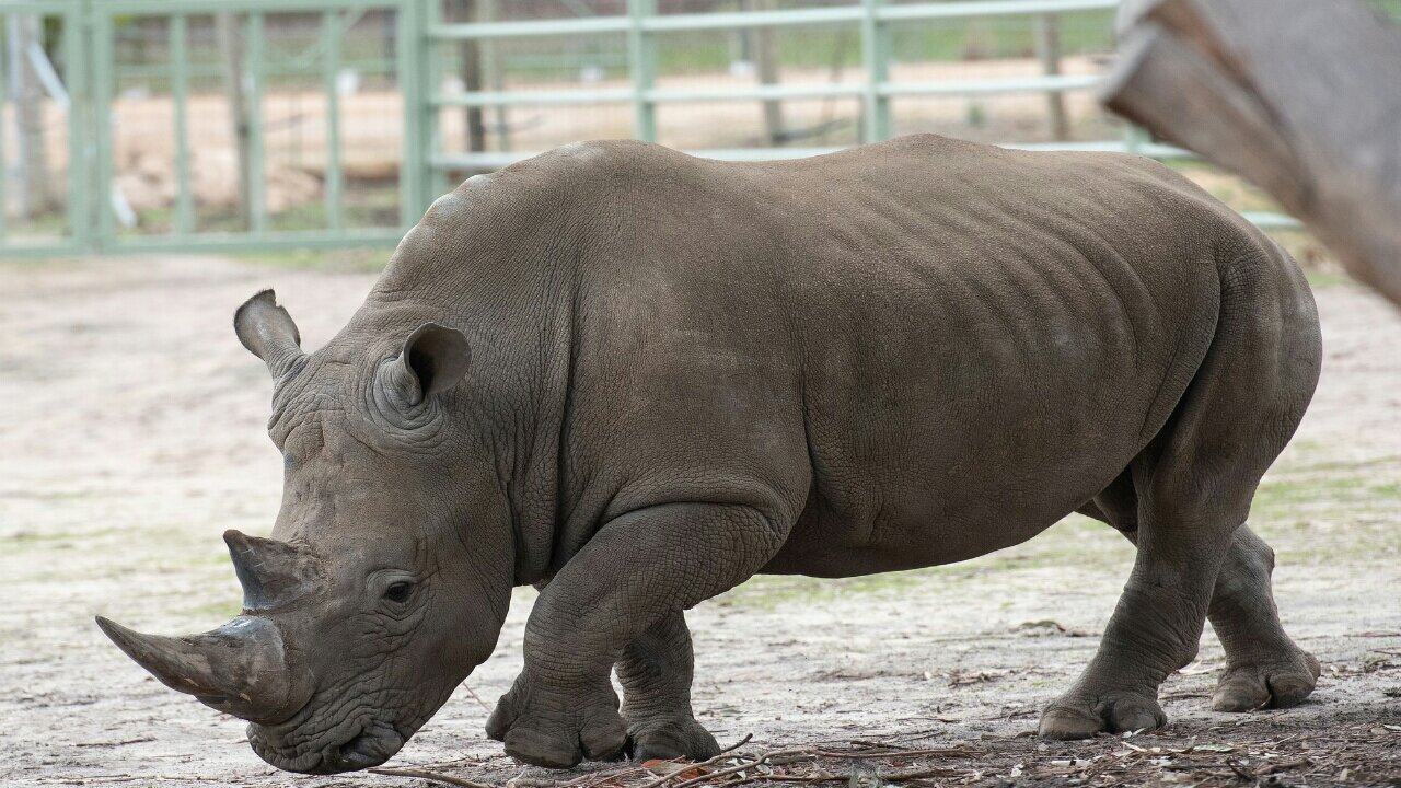 Esme The Rhino Gets Dehorned