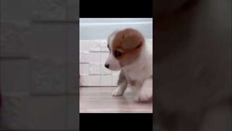 Funniest Cat and Dog Videos Compilation