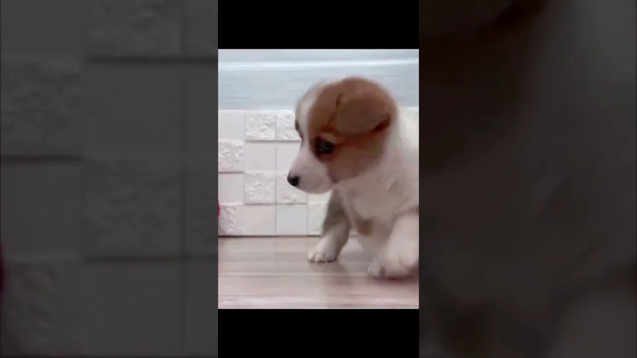 Funniest Cat and Dog Videos Compilation