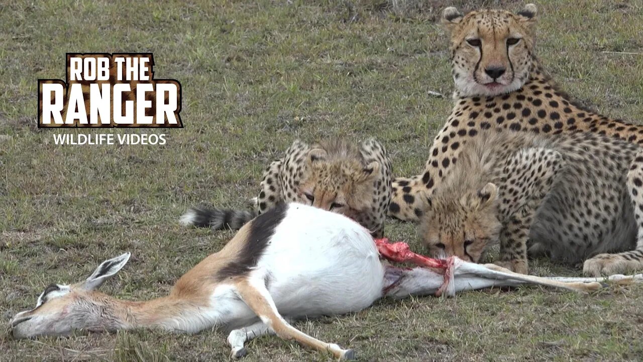 Cheetah Family With A Gazelle Meal | Maasai Mara Safari | Zebra Plains