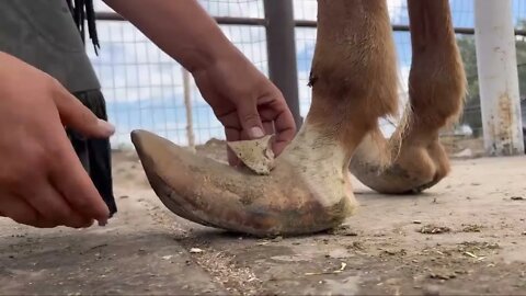 LONG HOOVES on ARABIAN STUD Horse Restoration-4