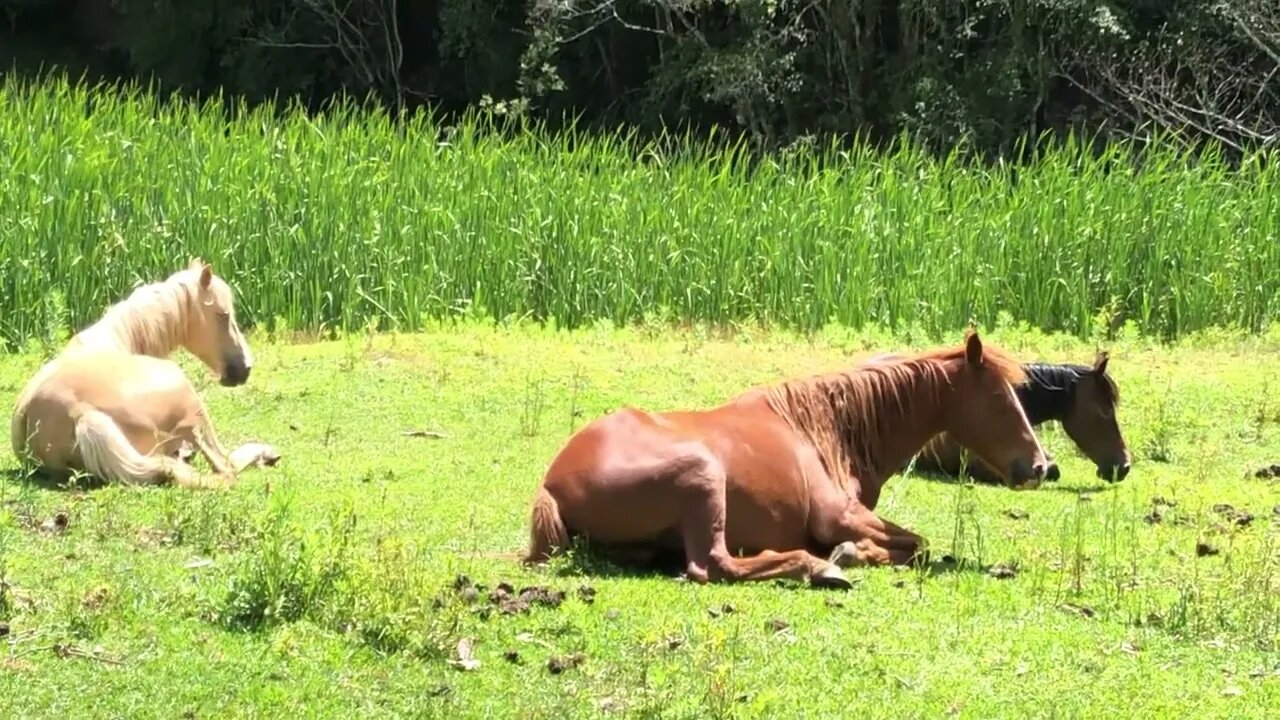 Brumbies dozing in the sun