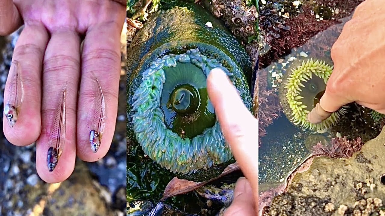 ASMR Hunting Sea Animals Around the Beach