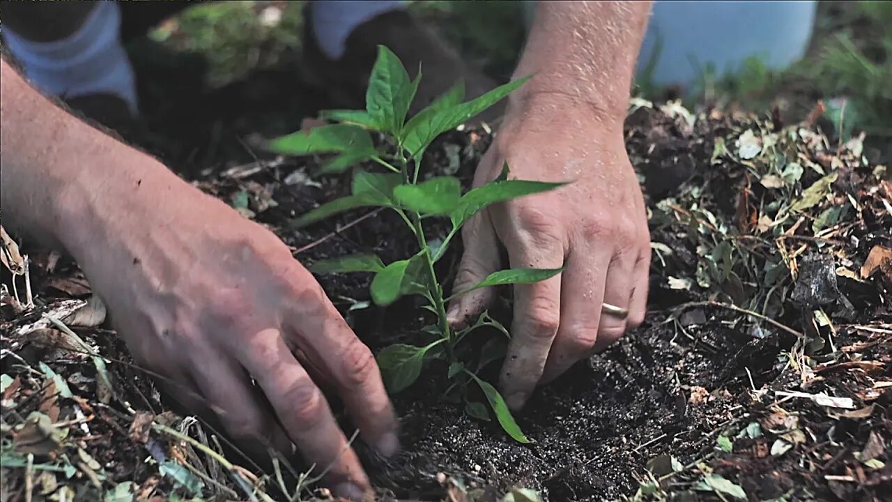 Don't Worry About Your Bad Dirt: Here's How to Make an Instant Garden and Start Gardening TODAY!