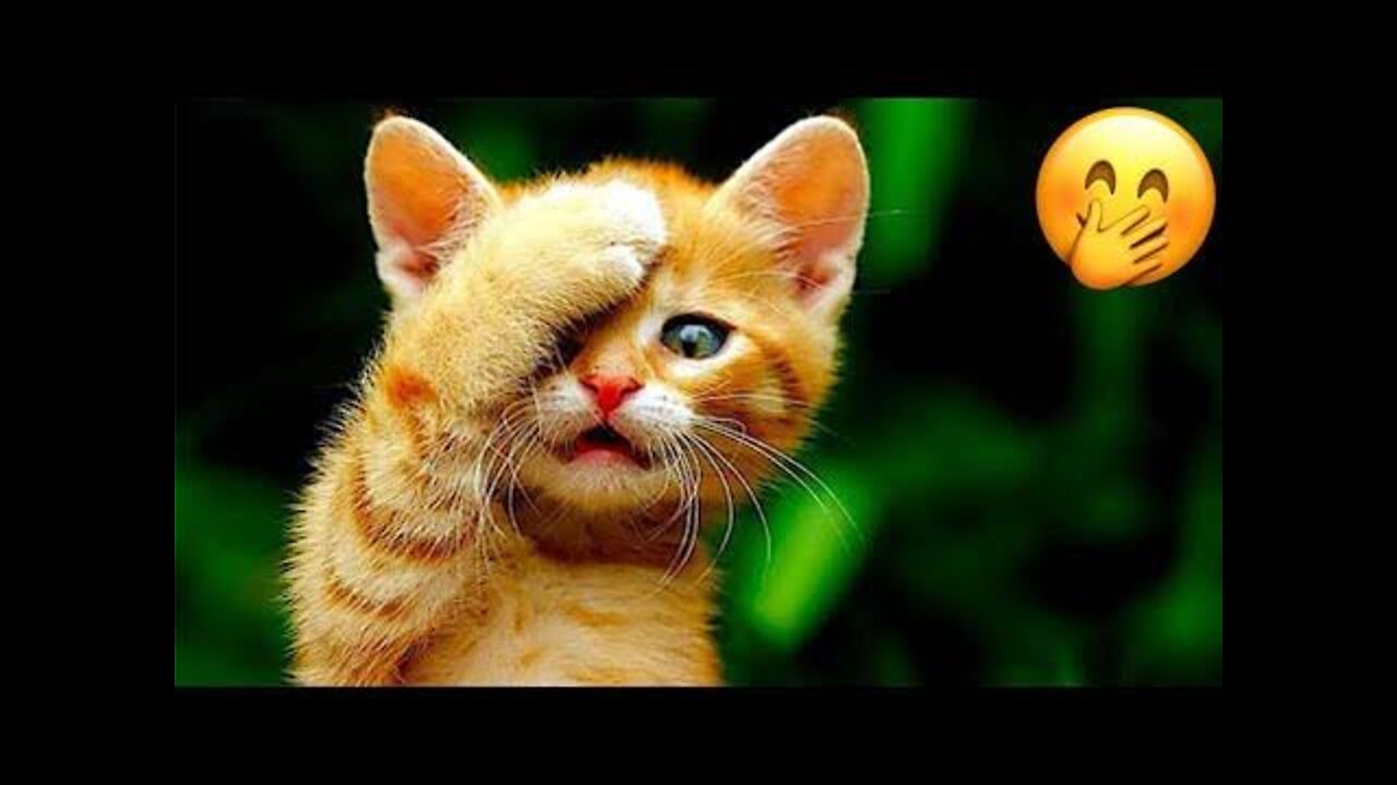 Cutest Babies Play With Dogs And Cats Compilation || Cool Peachy