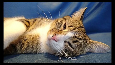 Cat Photography