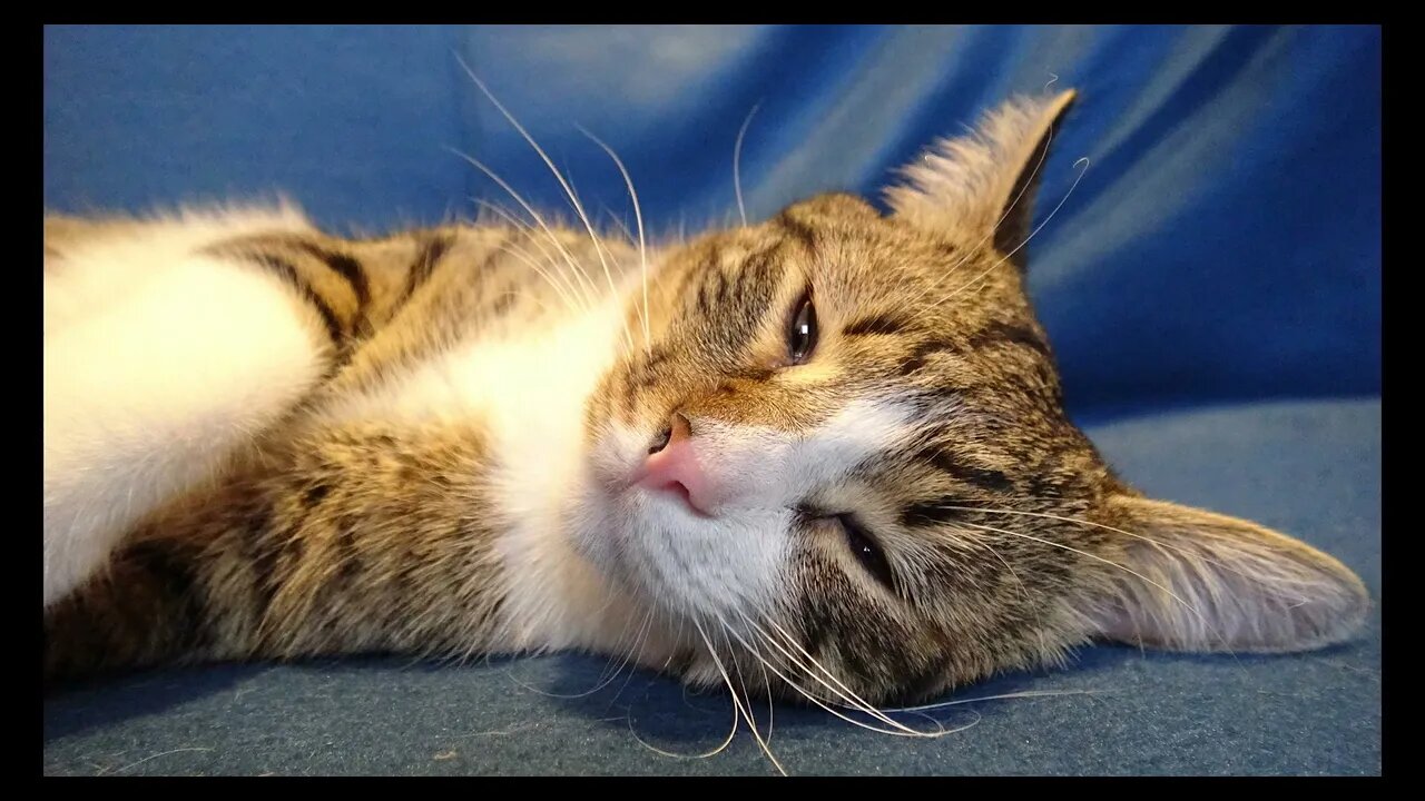 Cat Photography