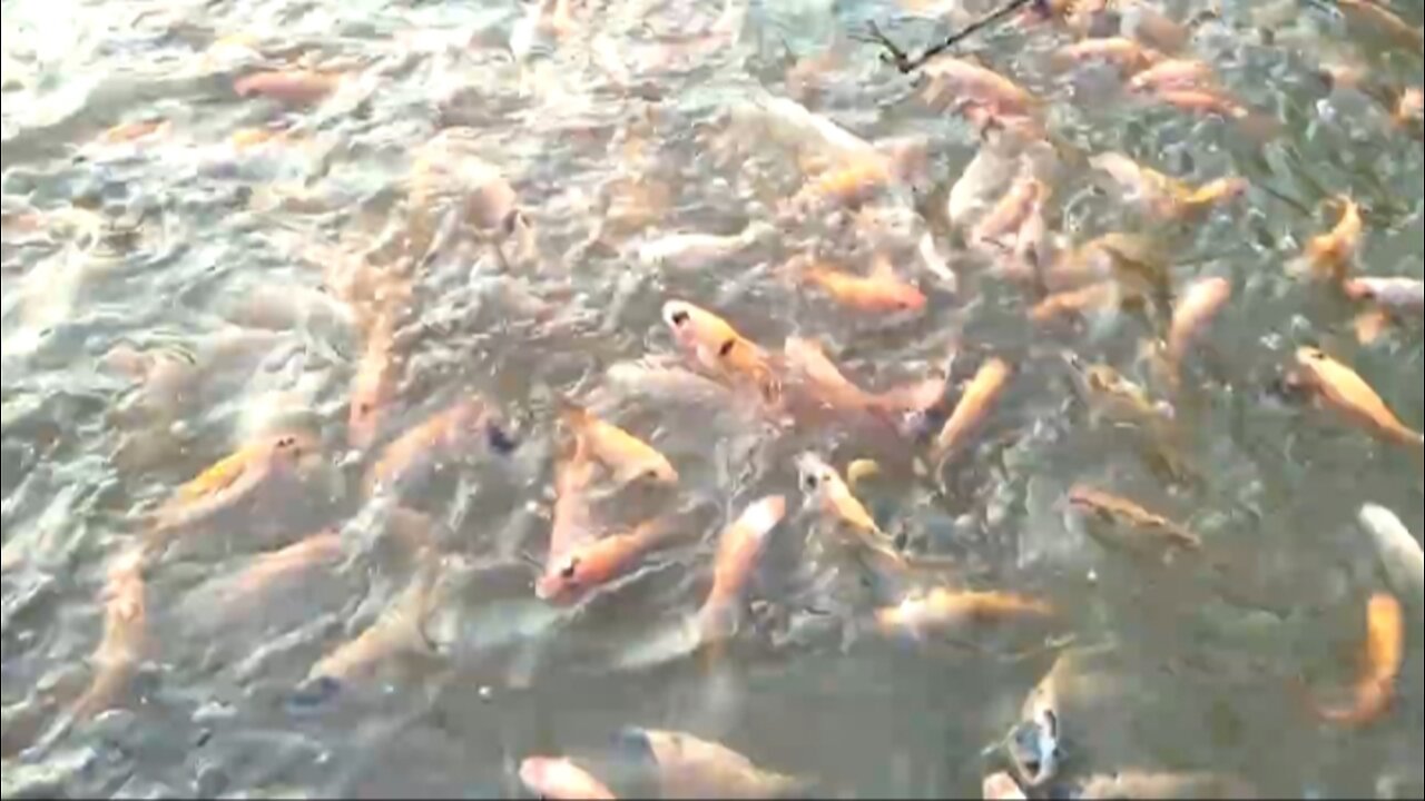 koi ornamental fish cultivation