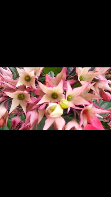 Flower Ornamental Plants