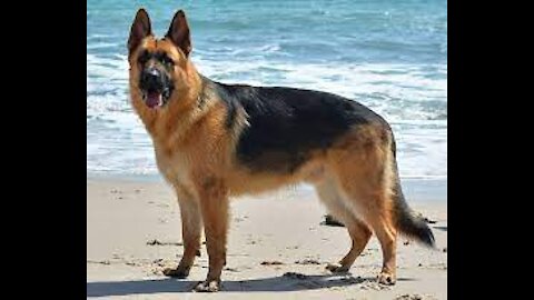professional dog training video!germain shepard specialty training