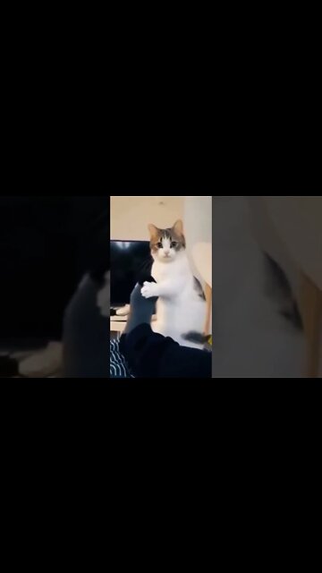Funny Cats and Kittens Meowing Compilation&Baby Cats -Cute and Funny Cat Videos #shorts (1)