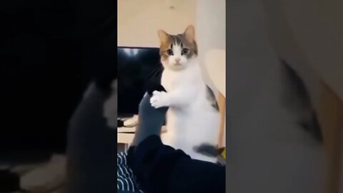 Funny Cats and Kittens Meowing Compilation&Baby Cats -Cute and Funny Cat Videos #shorts (1)