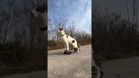 Skateboarding cat..🐈🛹 #shorts #animals
