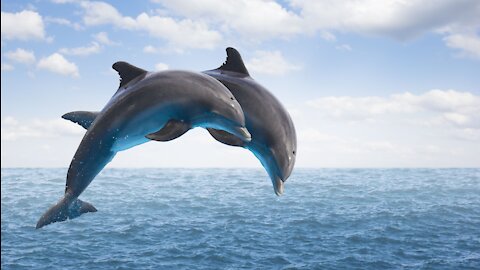 Playful Dolphins - A Must Watch !!