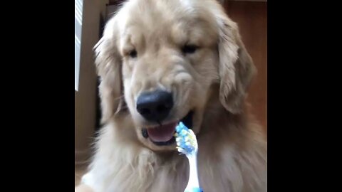 😇 Laugh non-stop with these funny dog 😹 - Funniest Dog Expression Video 😇 - Funny Dog Life