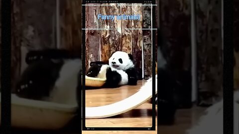 "Funny animal videos you won't be able to look away from!"