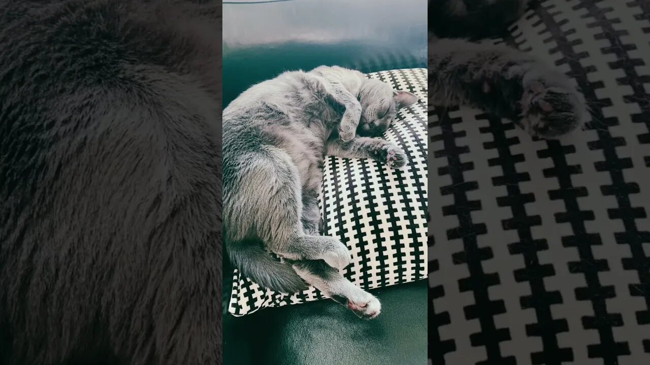 My baby girl ❤️ love my kitty