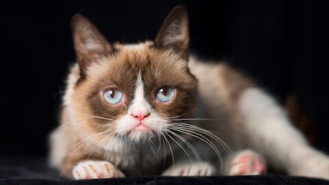 Angry Cat
