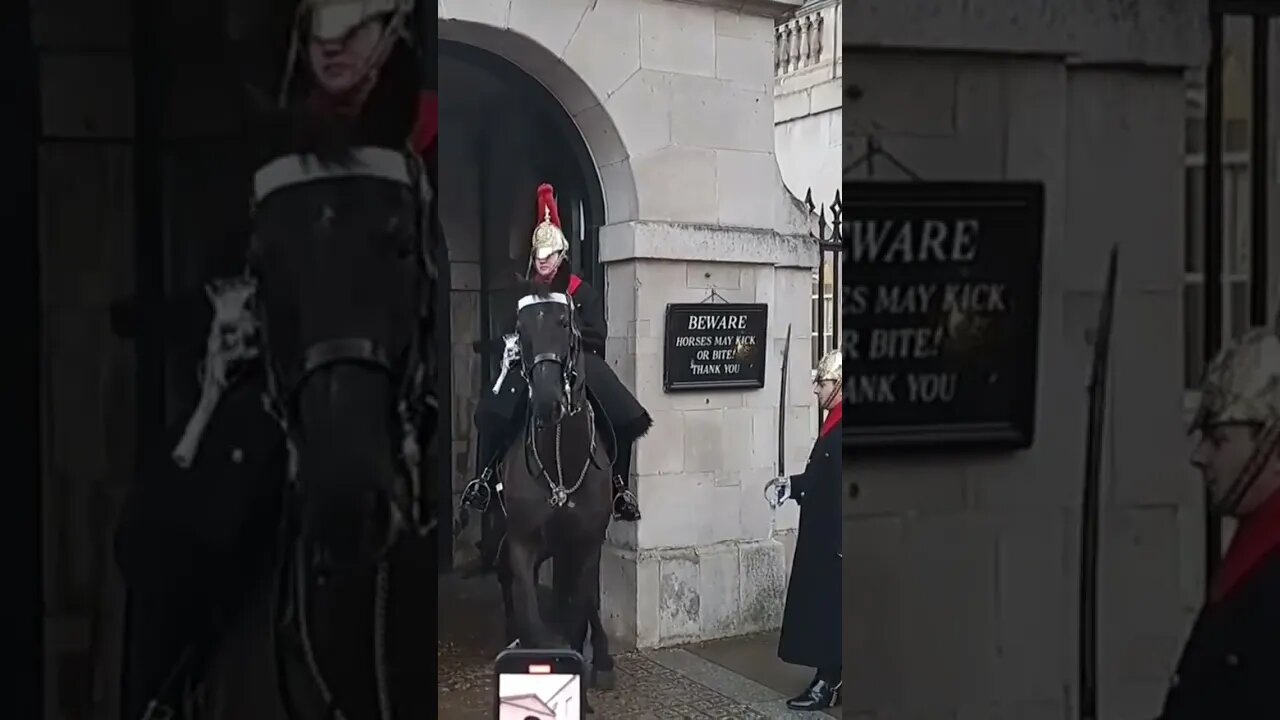 Horse unsettled by iran protest does not want to leave the box #thekingsguard