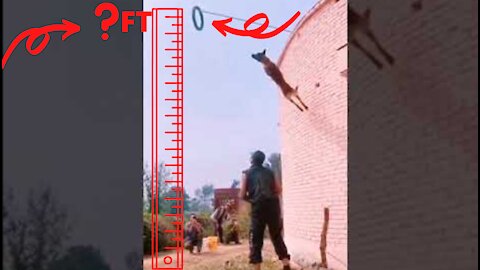 Jumping Vs Flying Dogs - How High Can A Dog Jump?!!