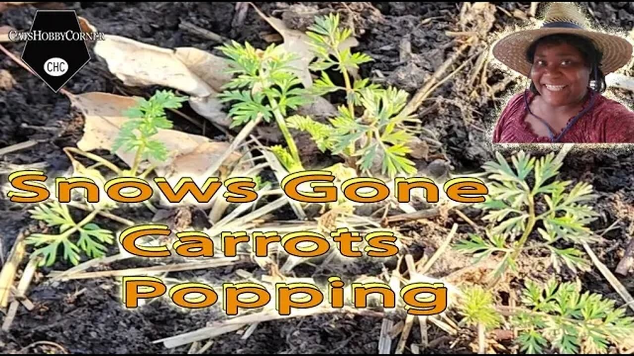 Snows Gone Carrot Tops Popping