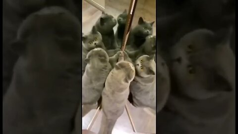 這是什麼邪教儀式嗎 #shorts
