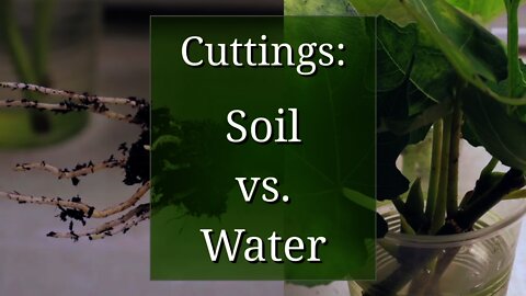 Plant Propagation by Cuttings in Water vs. Potting Soil