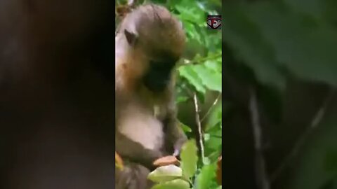 The Mandrill Facts #shorts #interestingfacts #animals #monkey