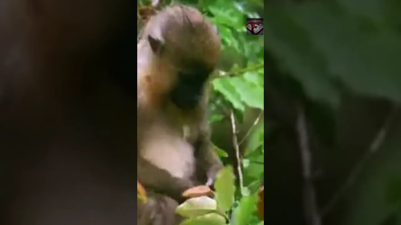 The Mandrill Facts #shorts #interestingfacts #animals #monkey