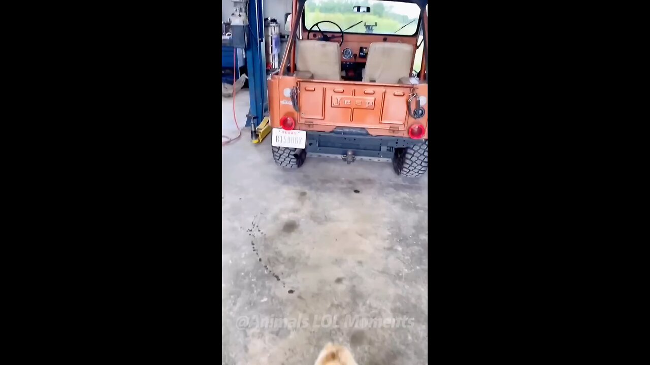 Funny and cute animals