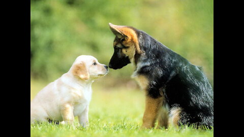 Cats and dogs, dogs and cats, together having fun.