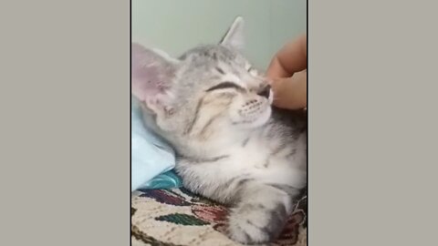 Cute kitten