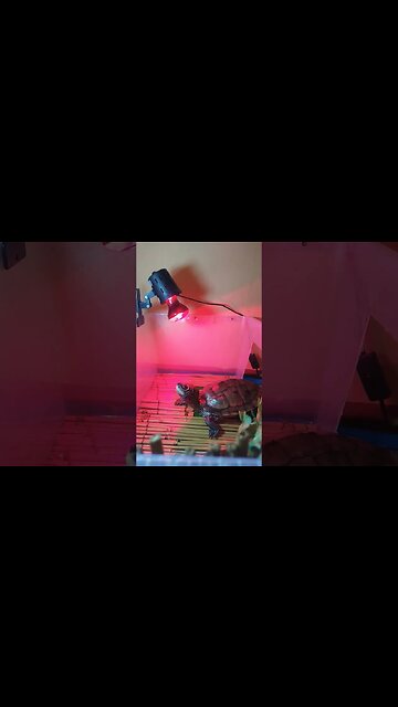 Chilling in the sun 🌞 #pets