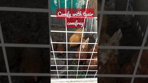 Not my Hens but they shout for comfrey every time they see me!