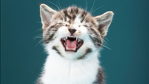 Why Cats Are the Worst Type of Missing Pet
