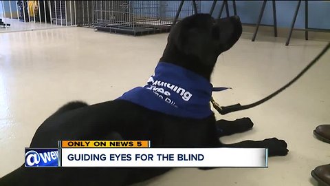 Volunteers needed to train puppies who will become guide dogs for visually impaired