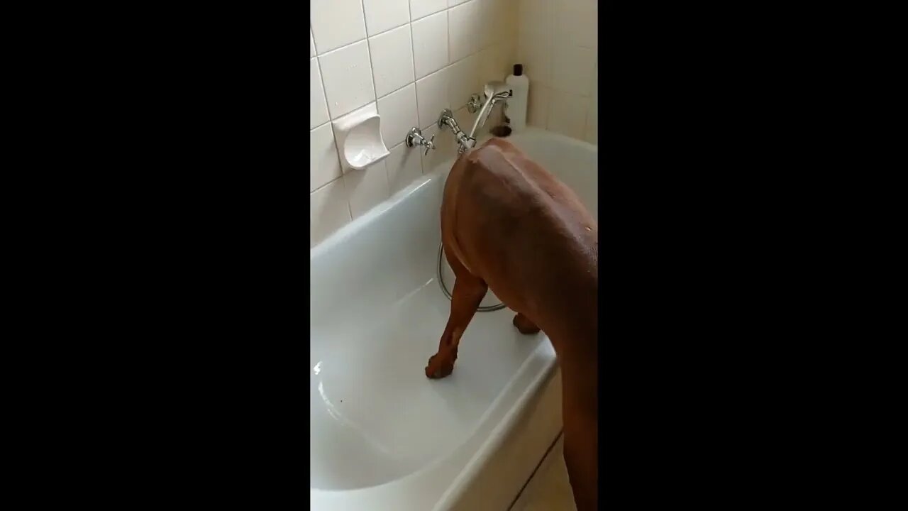 Mister Brown The Rhodesian Ridgeback suggests other places to go, before a bath